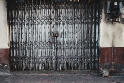 View of a dog in front of closed door