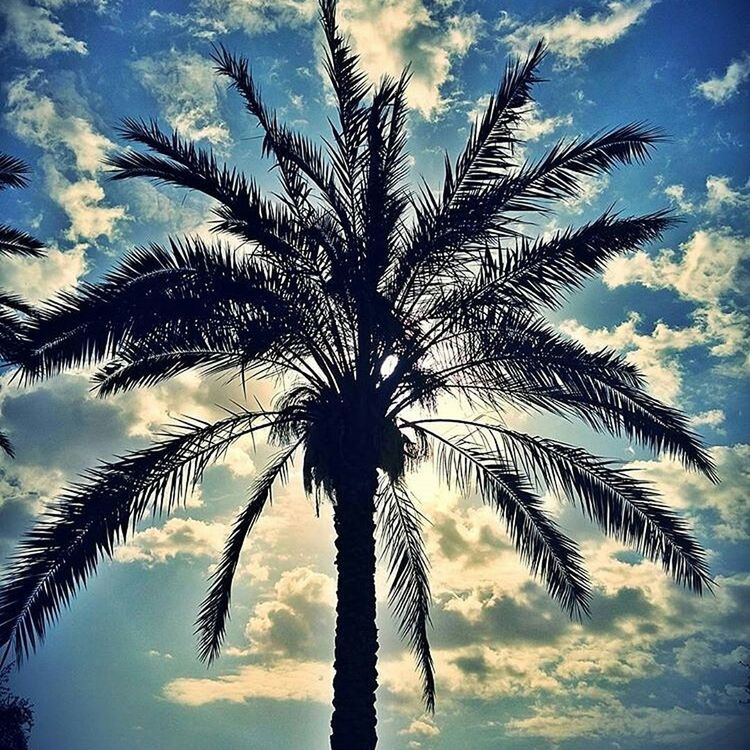 palm tree, sky, low angle view, tranquility, tree, silhouette, cloud - sky, nature, beauty in nature, growth, tranquil scene, scenics, tree trunk, cloud, palm leaf, reflection, water, no people, outdoors, idyllic