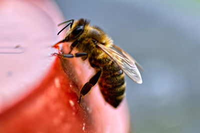 Close-up of honey bee on red pot