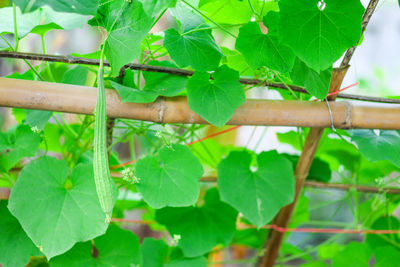 Close-up of ivy growing on tree