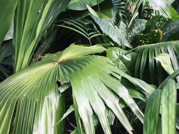 Close-up of palm tree