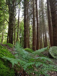 Trees growing in forest