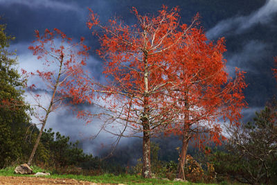 Trees in forest during autumn