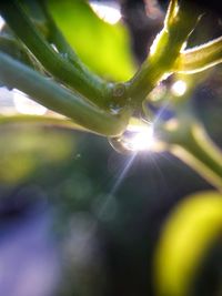 Close-up of sunlight streaming through plant