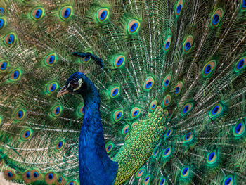 Full frame shot of peacock