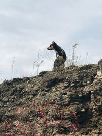 Low angle view of dog on field against sky