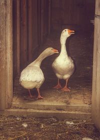 Close-up of bird perching outdoors