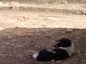 High angle view of dog lying on field