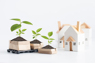 Close-up of potted plant against white background