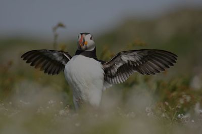 Close-up of bird flying