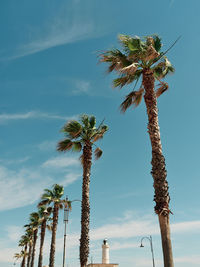 Low angle view of palm trees against sky