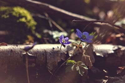 Close-up of purple flowers