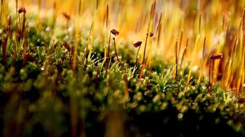 Close-up of plants growing on field