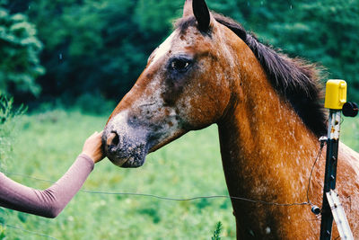 Close-up of hand feeding a horse