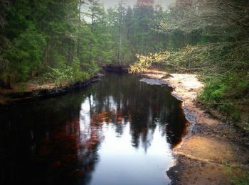 Reflection of trees in water