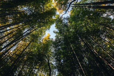 Low angle view of trees in forest