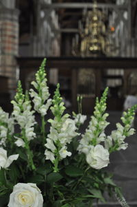 Close-up of white flowering plants