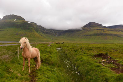 Horses grazing on field against sky