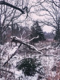 Low angle view of tree against sky