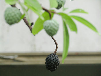 Close-up of plant growing outdoors