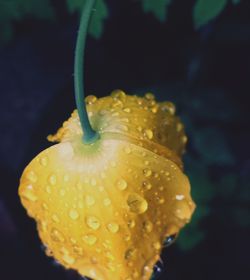 Close-up of wet yellow flower against black background