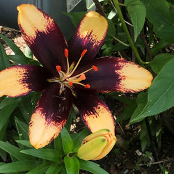 High angle view of flowering plant