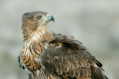 Close-up of eagle