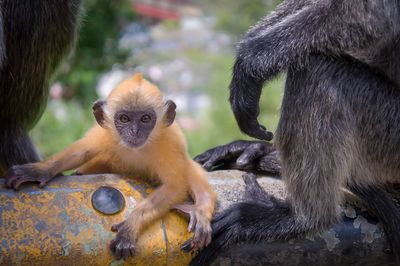 Close-up of monkey