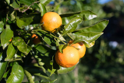 Close-up of lemon growing on tree