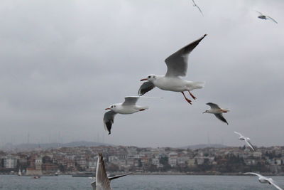 Seagull flying over city