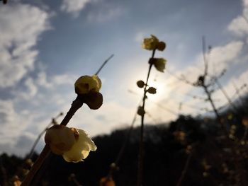 Close-up of yellow flower against sky