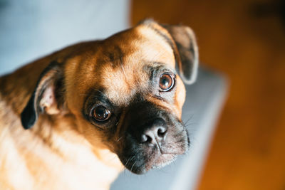 Close-up portrait of dog