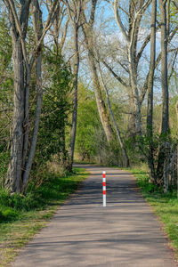 Empty road amidst trees in forest
