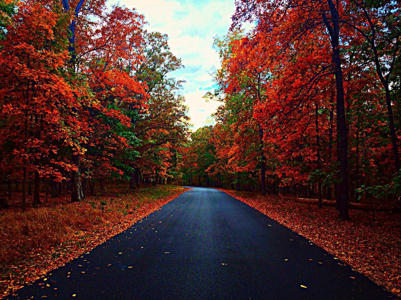 the way forward, tree, autumn, change, diminishing perspective, road, vanishing point, season, tranquility, nature, transportation, tranquil scene, sky, beauty in nature, country road, scenics, growth, empty road, orange color, street