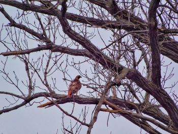 Low angle view of bird perching on tree against sky