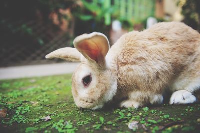 Close-up of rabbit on field