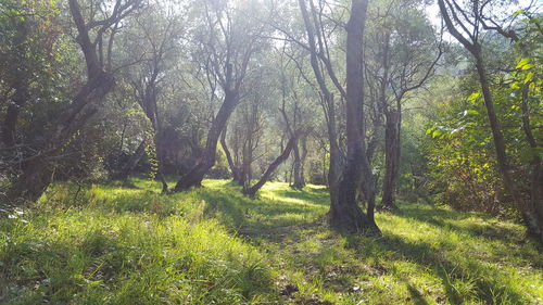 Trees in sunlight