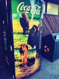 View of a dog looking through window