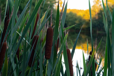 Close-up of bamboo plants growing on field