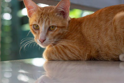 Close-up of a cat looking away