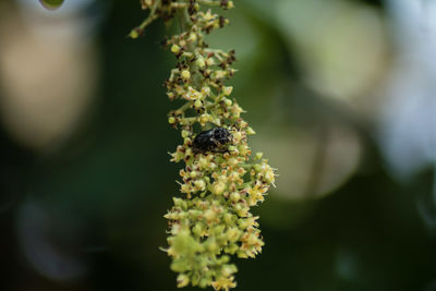 Close-up of honey bee on plant