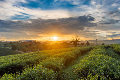 Scenic view of agricultural field against sky during sunset