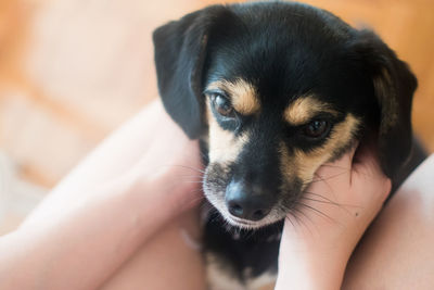 Close-up of puppy