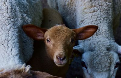 Close-up portrait of a sheep