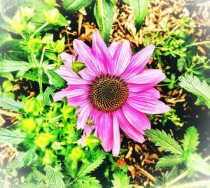 High angle view of purple coneflower blooming outdoors