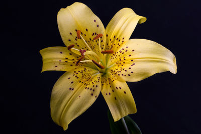 Close-up of yellow lily blooming against black background