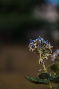 Close-up of purple flowering plant