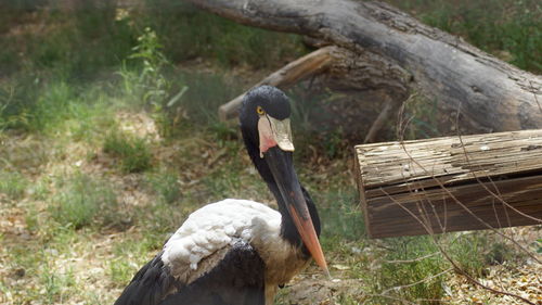 Close-up of swan perching