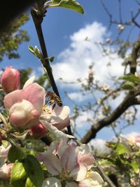 Close-up of bee on pink flowers