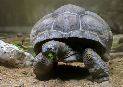 Aldabra tortoise eating green plants with sunlight afternoon.